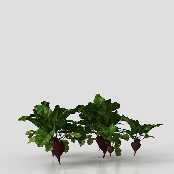Low-Poly Beet Plant 3D Model