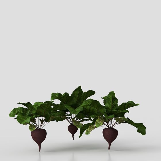 Realistic Low-Poly Beetroot 3D model