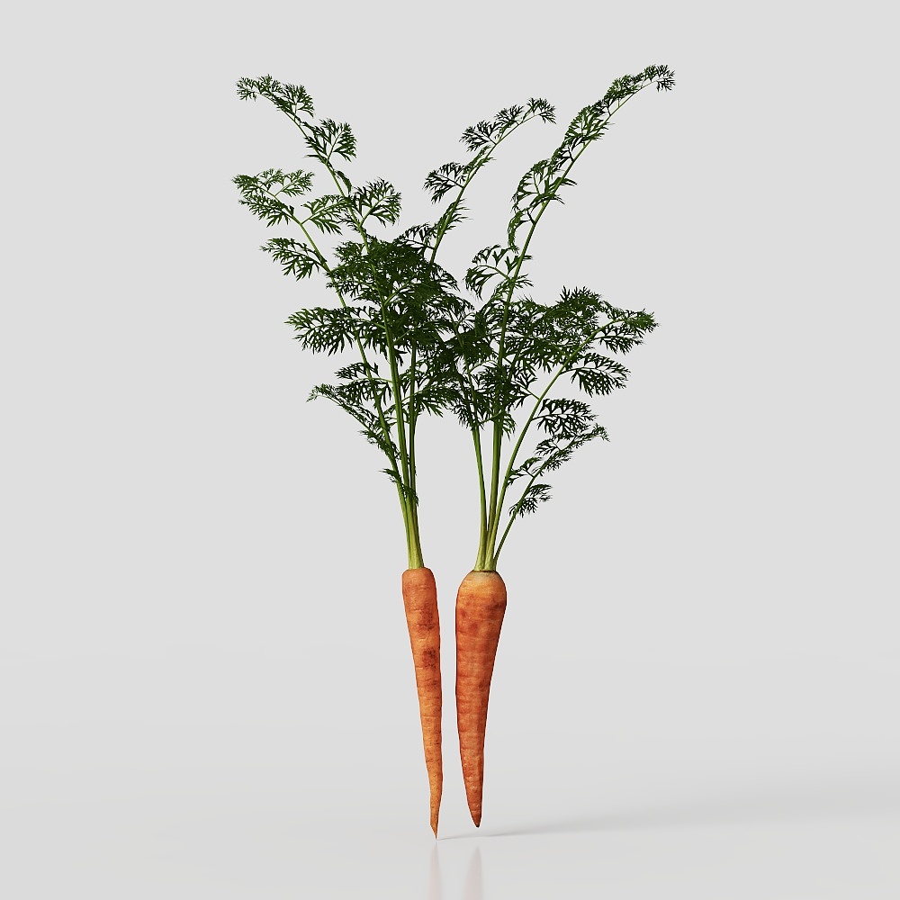 Realistic Carrot 3D Model for Various Projects