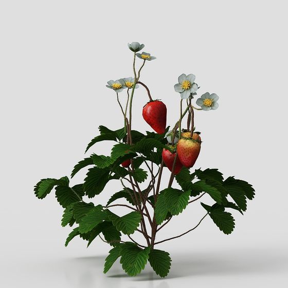 Low Poly Strawberry Bush 3D model