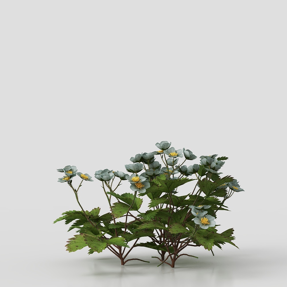 Plantation strawberry seedling