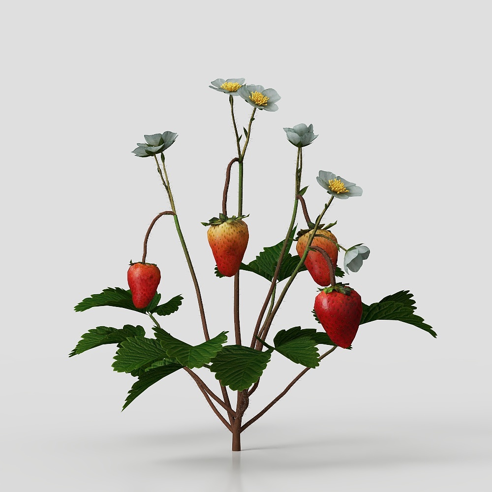 Plantation strawberry seedling