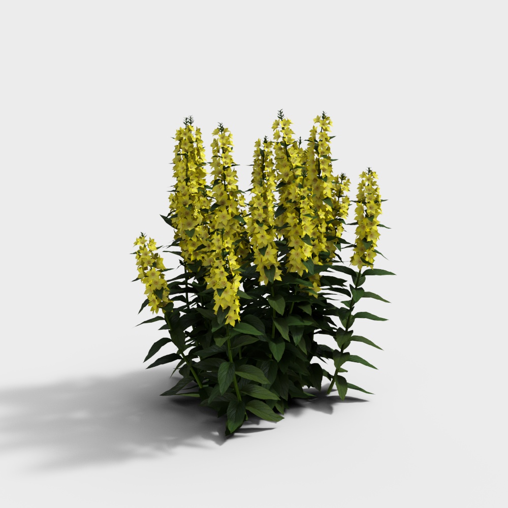 Lysimachia_punctata04