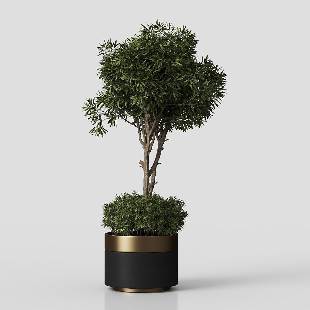 ต้นไม้ในบ้าน03