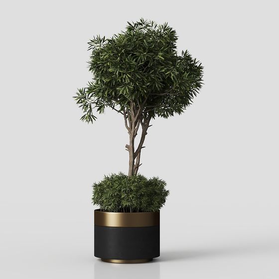 ต้นไม้ในบ้าน03