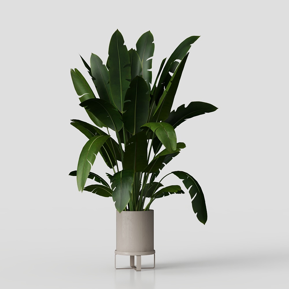 Indoor Plants in Ferm Living Bau Pot Large - Set 0