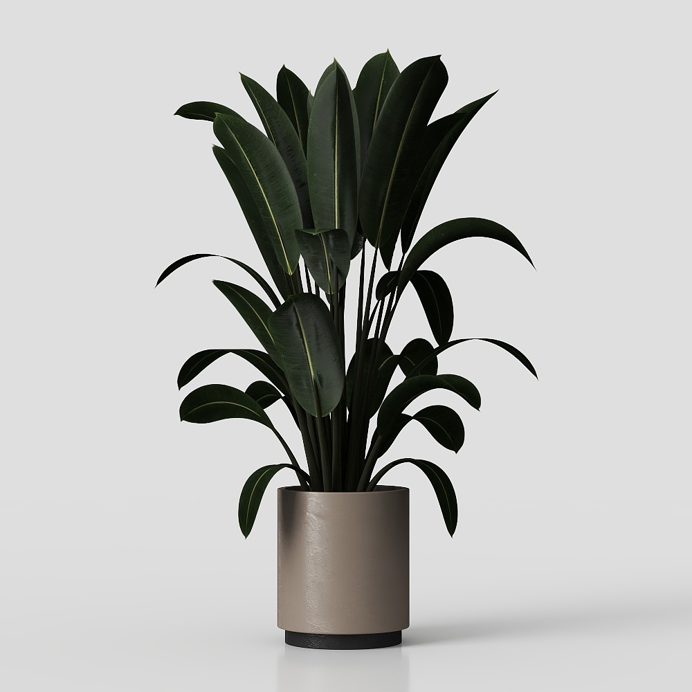 Plantas Verdes Decorativas01