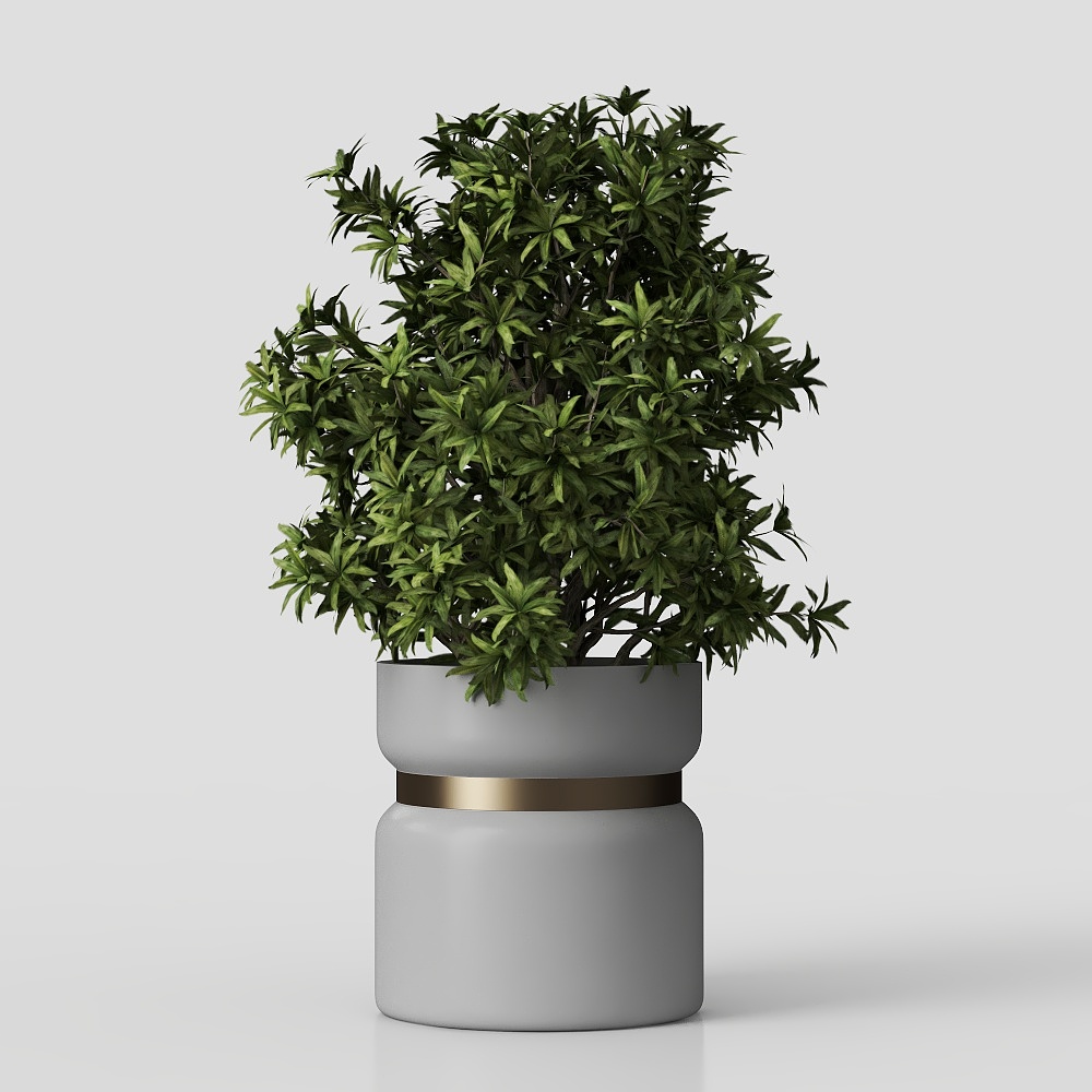 Cây trồng trong nhà 04