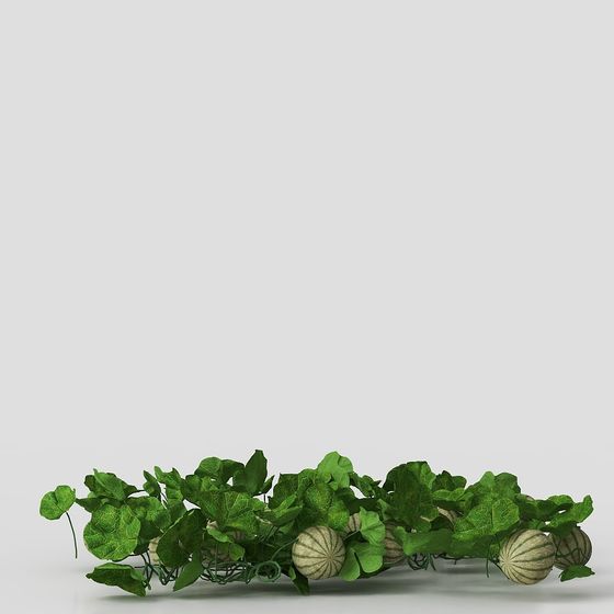 Vine and Melons 3D model for Creative Projects