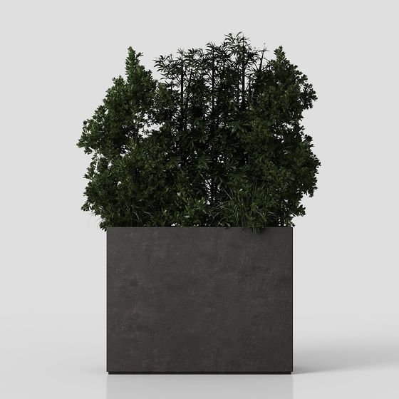 실내 식물 251 소나무, 대형 고사리