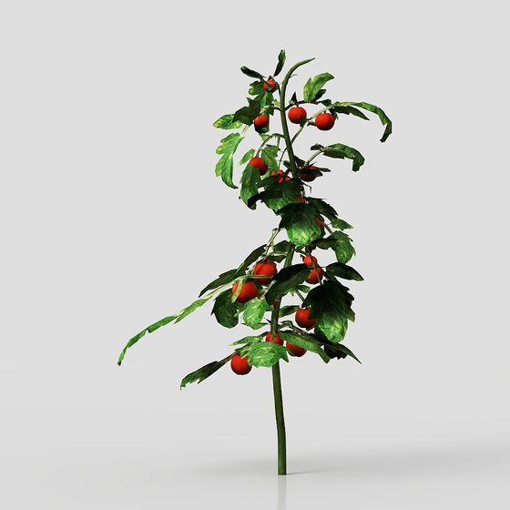 Vibrant Tomato Plant 3D Model