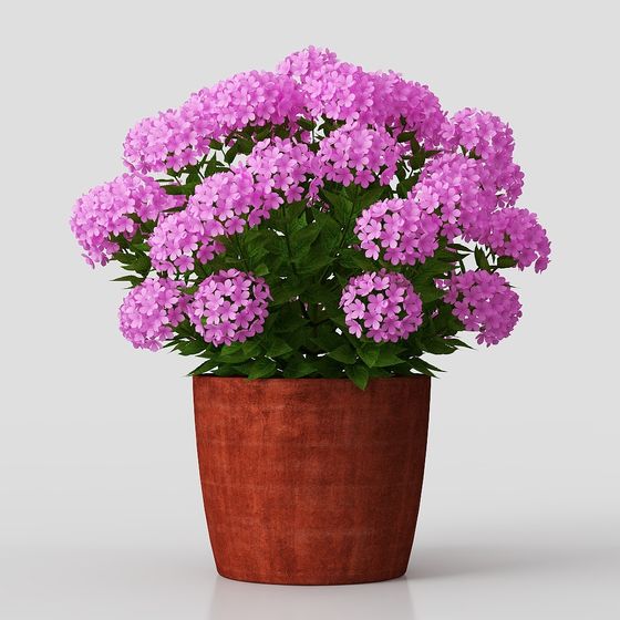 Vibrant Potted Phlox 3D Model for Design Use