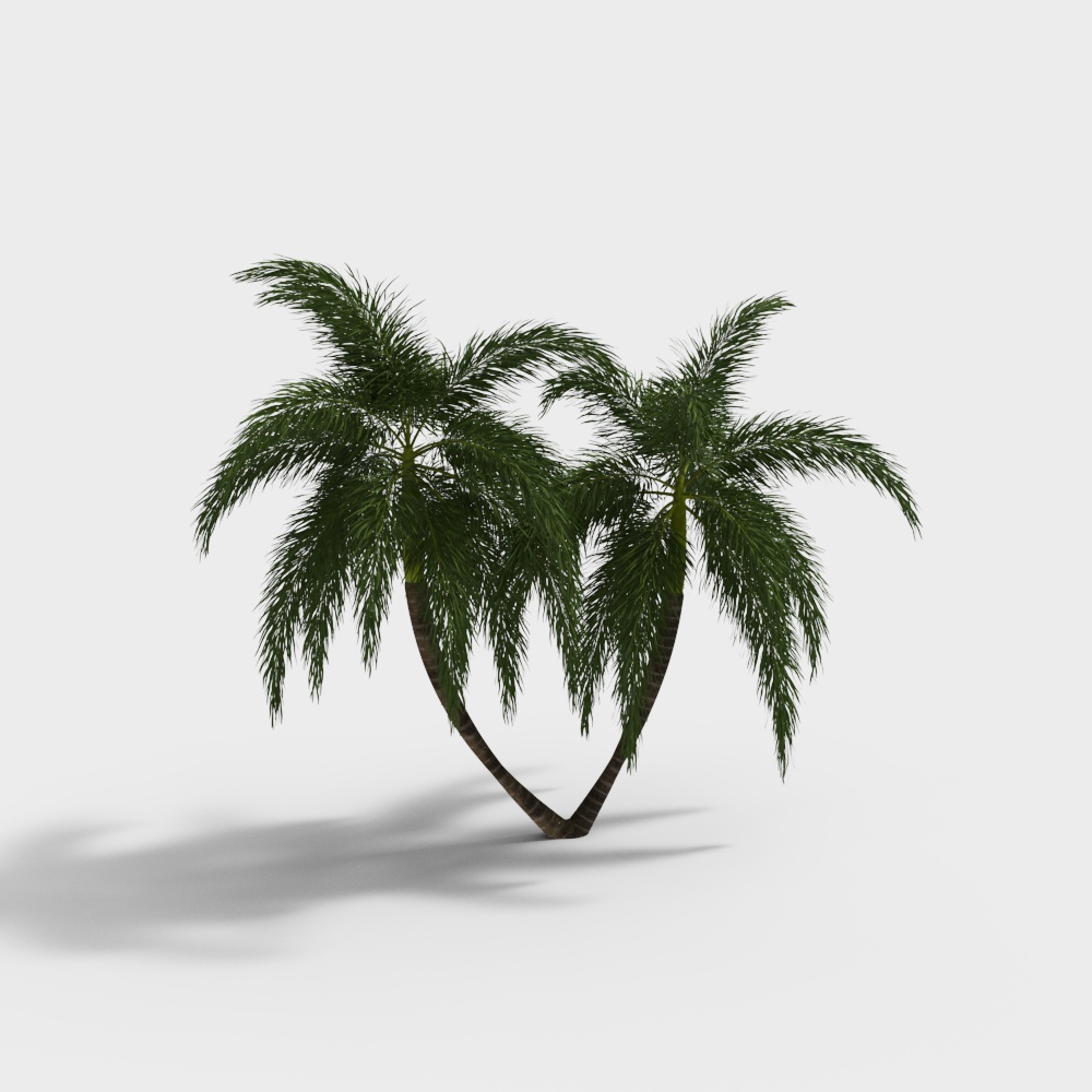Foxtail palm02
