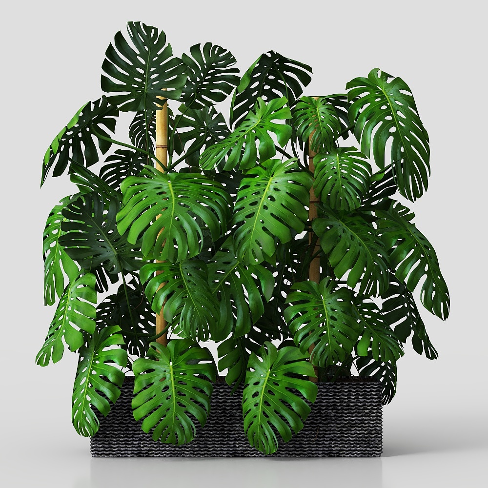 BIG MONSTERA