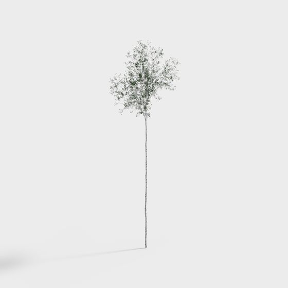 Realistic Birch Tree 3D model for Nature Scenes