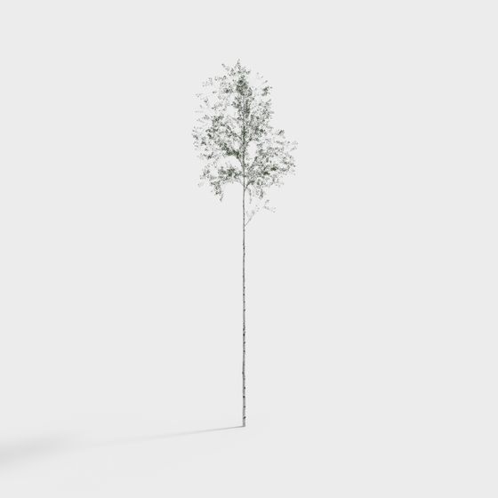 Realistic Birch Tree 3D model