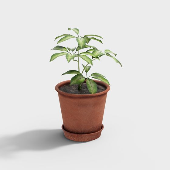 Realistic Indoor Plant 3D model for Designers