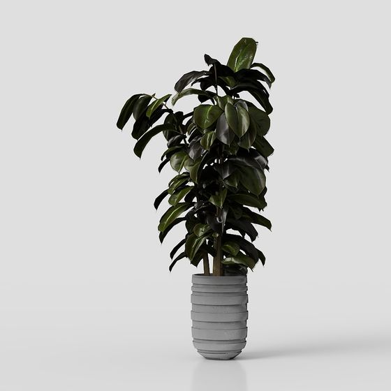 Cây trong bộ chậu bê tông han gỉ