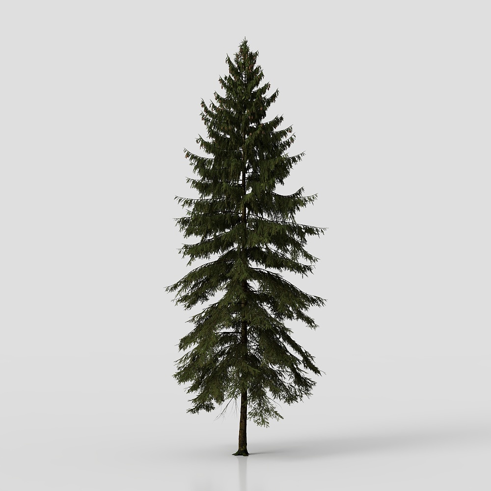 Spruce