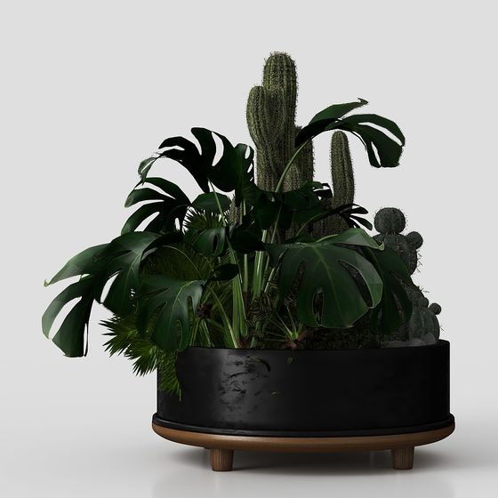 Cây cảnh bụi ngoài trời trong tình trạng gỉ