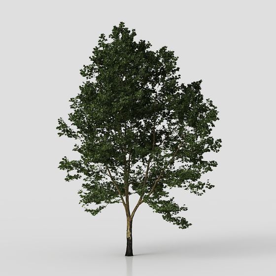 Realistic Low-Poly Oak Tree 3D Model