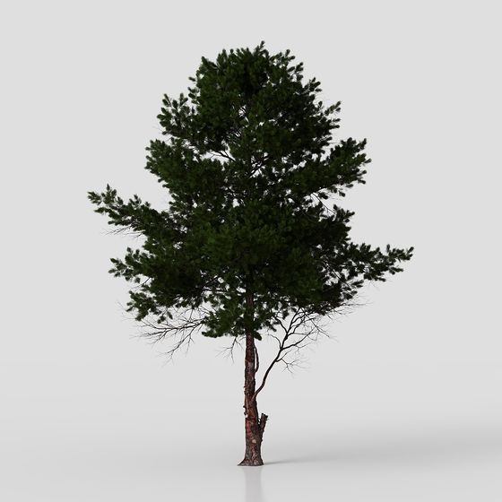 피누스 엘다리카