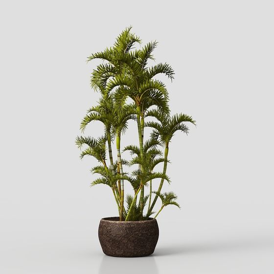 Tropical Palm Plant 3D model for Creative Designs