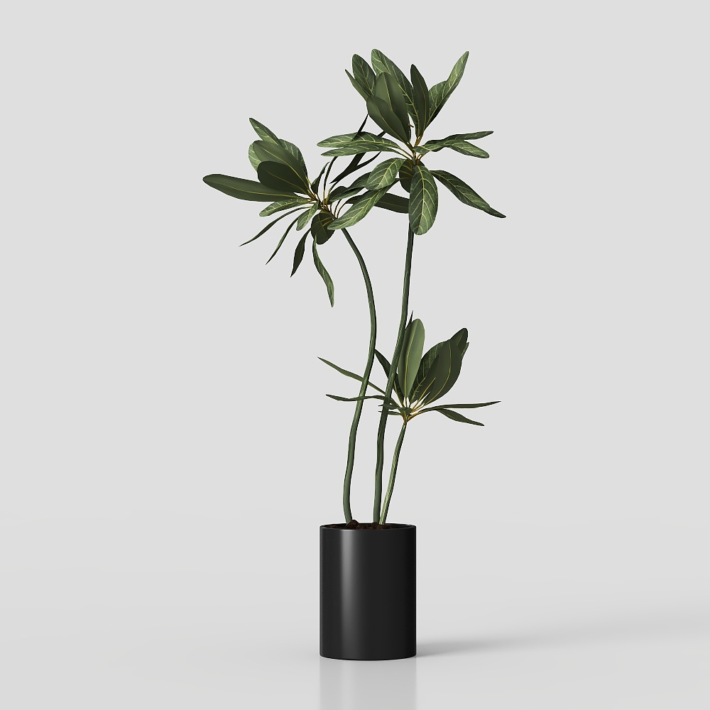 Low-Poly Indoor Plant Pot 3D model