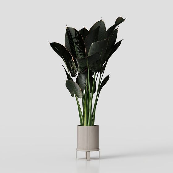 Stunning Indoor Potted Plant 3D Model
