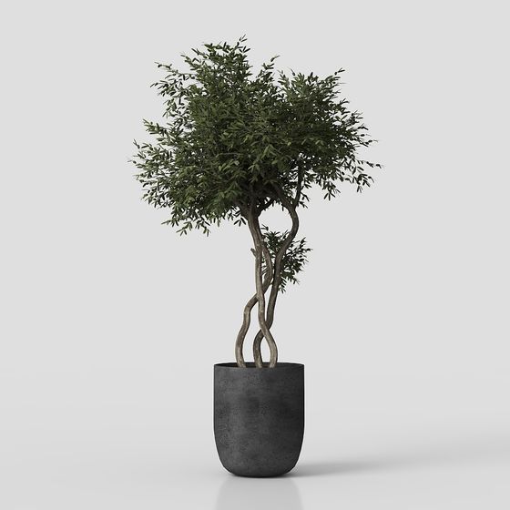 Cây cối ngoài trời 02