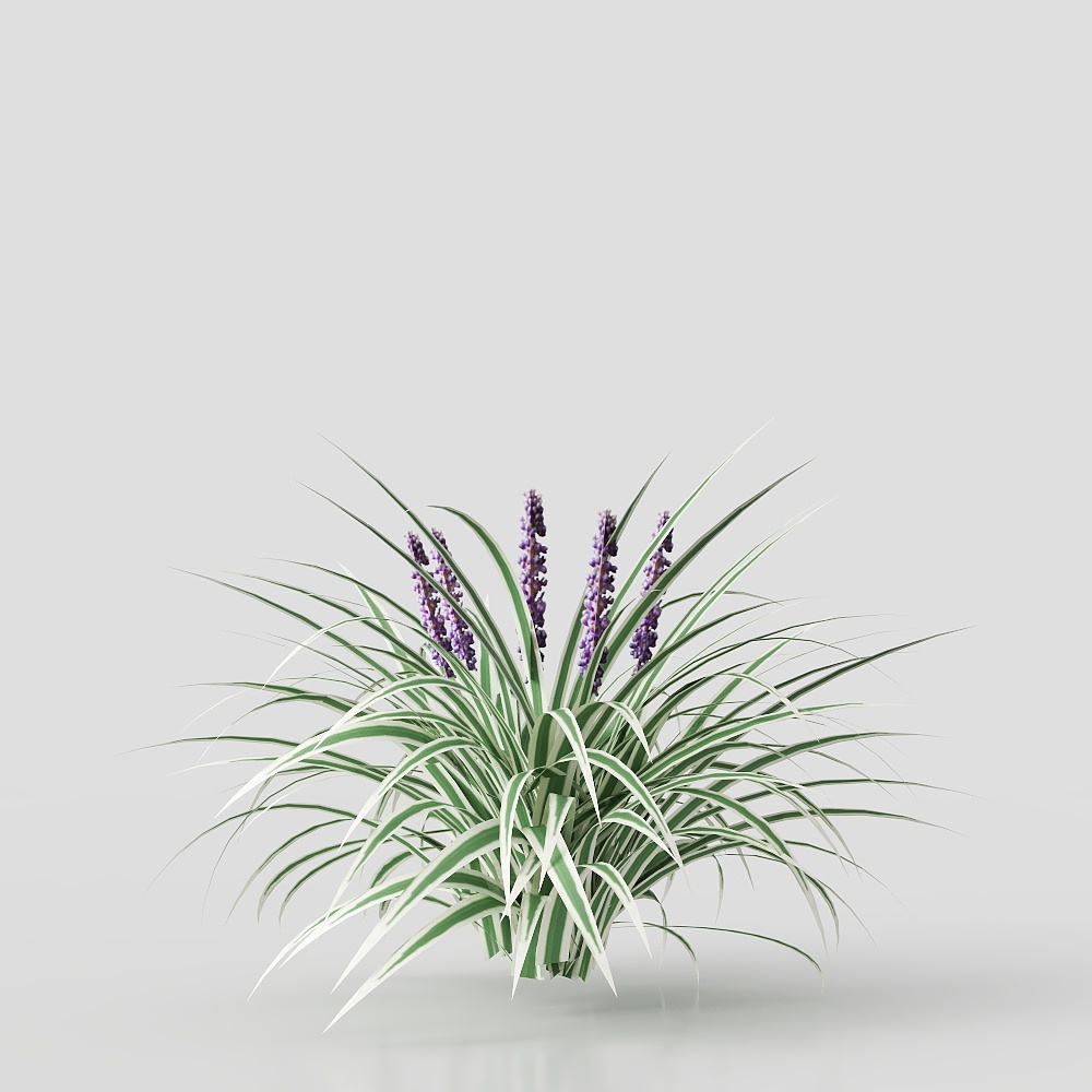 Liriope Muscani - Full Sun Ground Cover