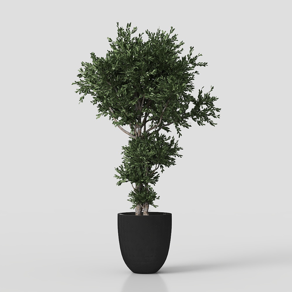 Zimmerpflanzen im rostigen Betontopf Set02