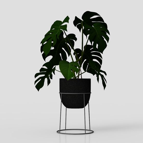 INDOOR_PLANTS01