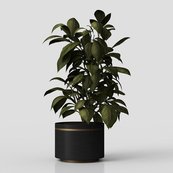 Cây trồng trong nhà 04