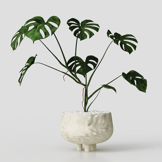 Monstera Plant in Pot 3D model
