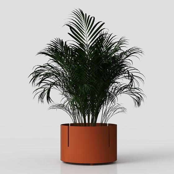 Tropical Palm Plant 3D Model for Designers