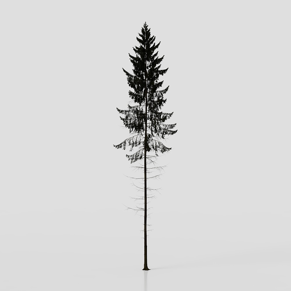 Spruce01