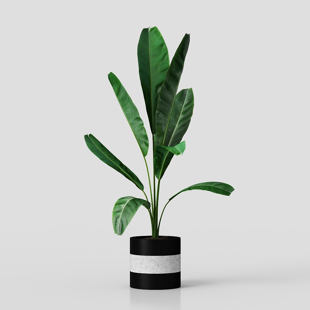 Bộ sưu tập cây trồng 01