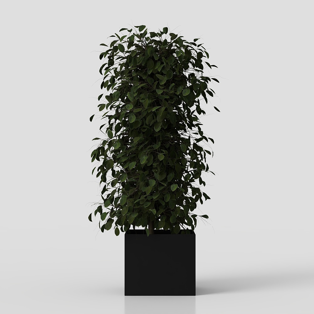 Зеленое растение