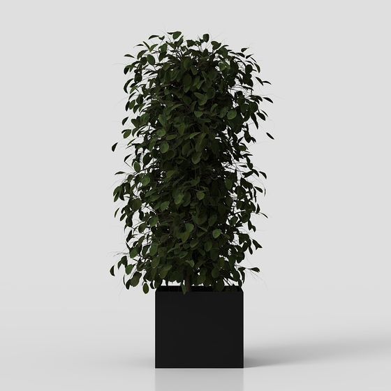 Зеленое растение