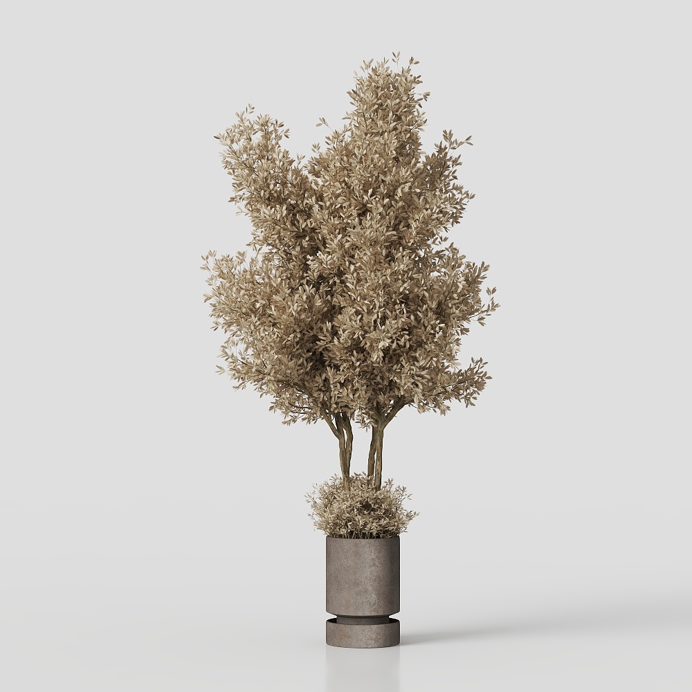 Ensemble de plantes d'intérieur_62_Plantes sèches01