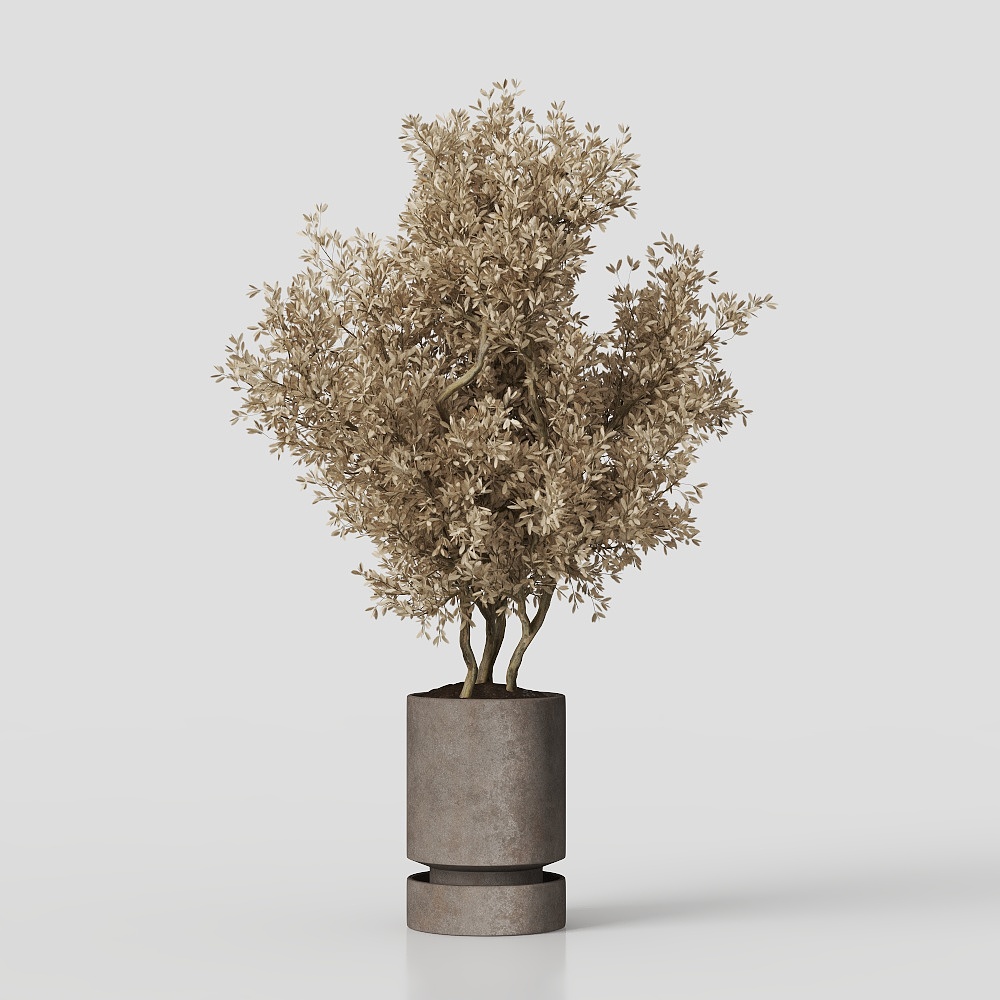 Ensemble de plantes intérieures 62 Plantes sèches