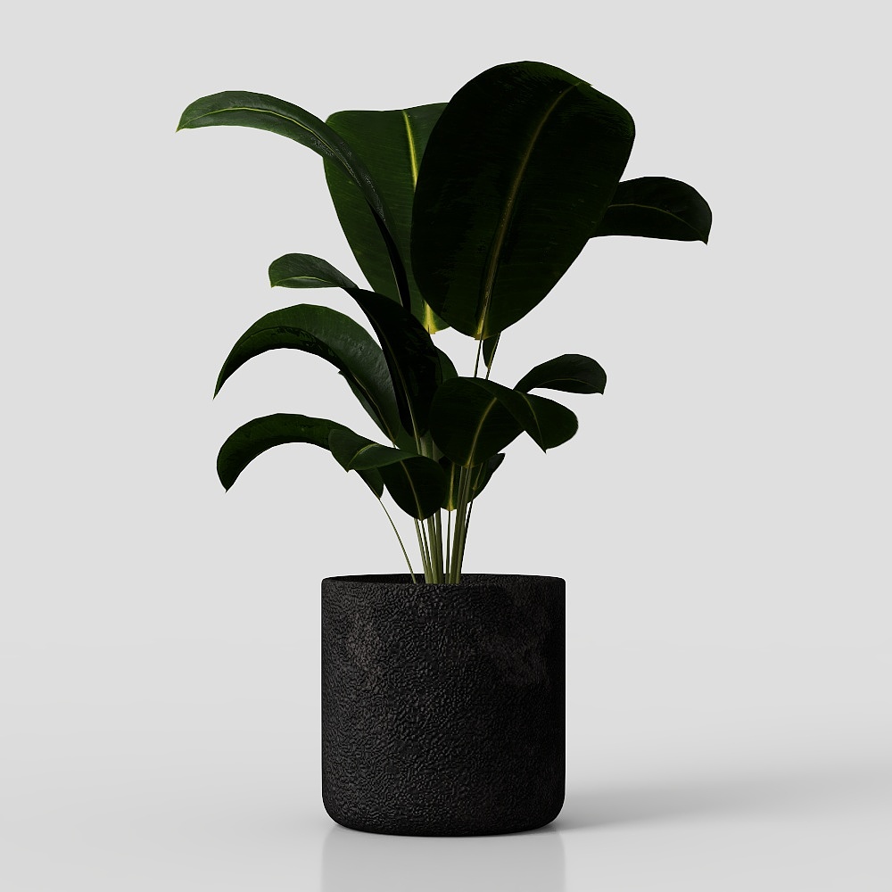 Collection indoor plant 234 plant ficus rubbery fi