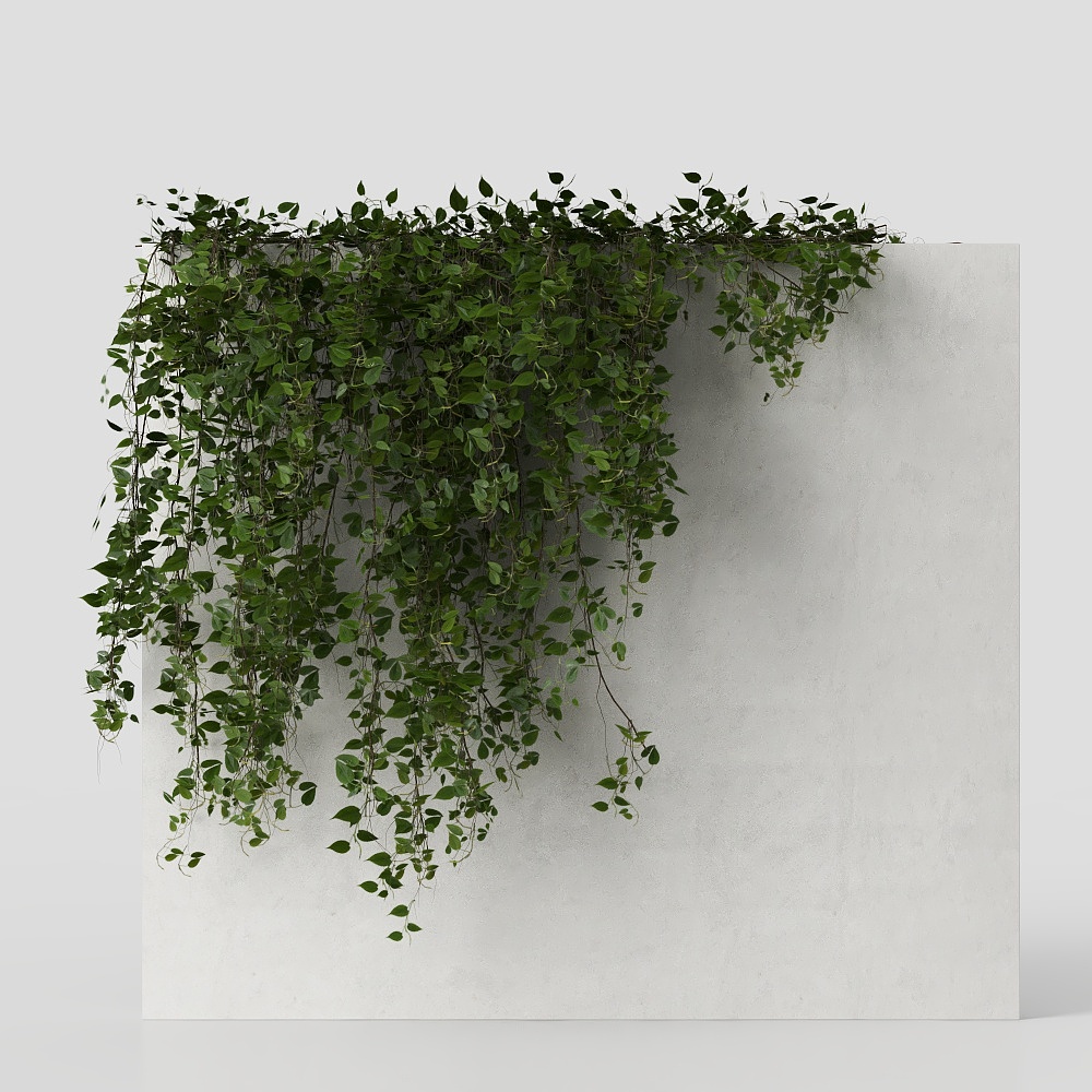 Ivy_Plants01