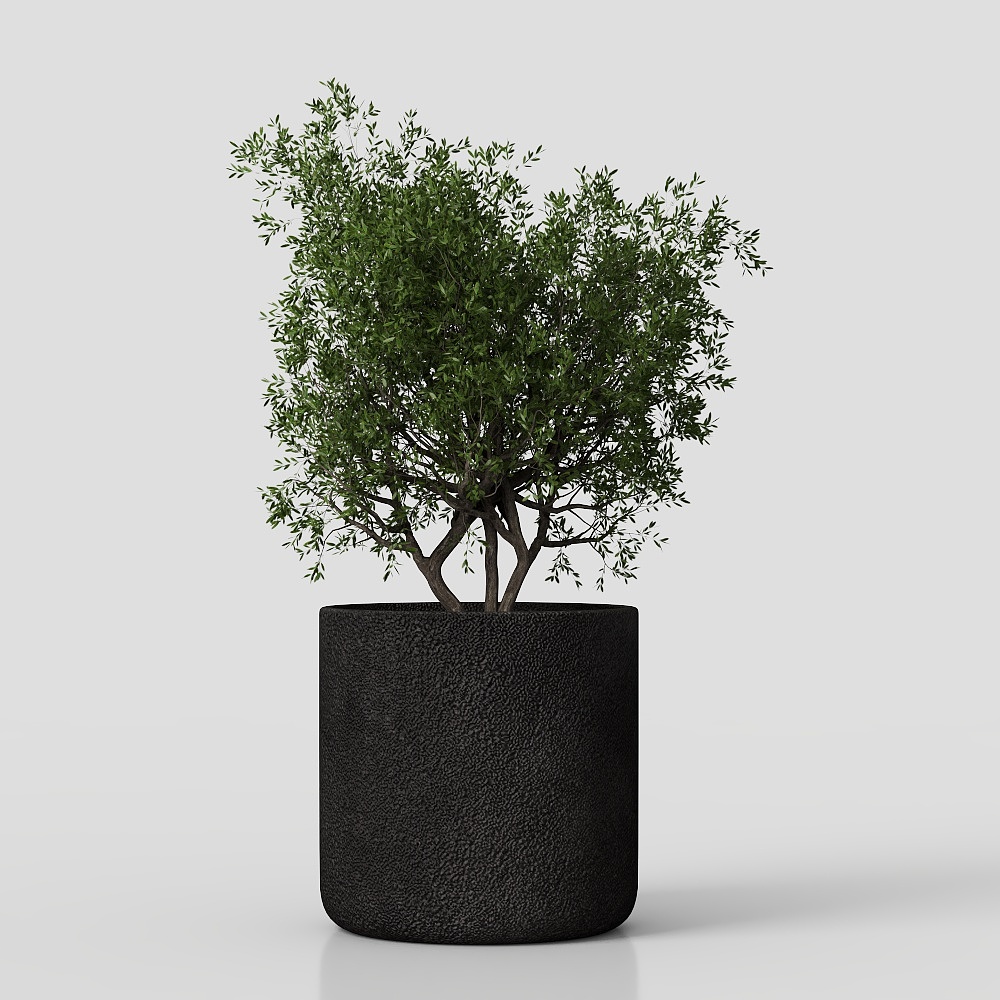 Collection indoor plant 234 plant ficus rubbery fi