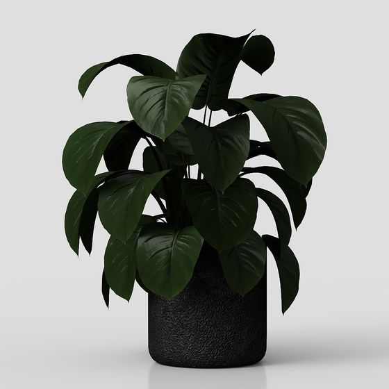 Bộ sưu tập cây trong nhà 234 cây ficus cao su fi