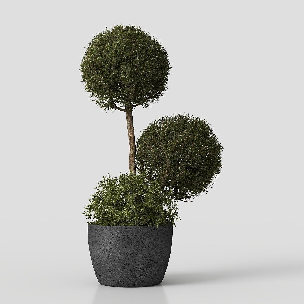 Cây cối ngoài trời 02