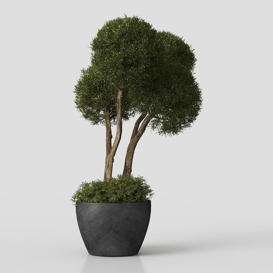 Cây cối ngoài trời 01