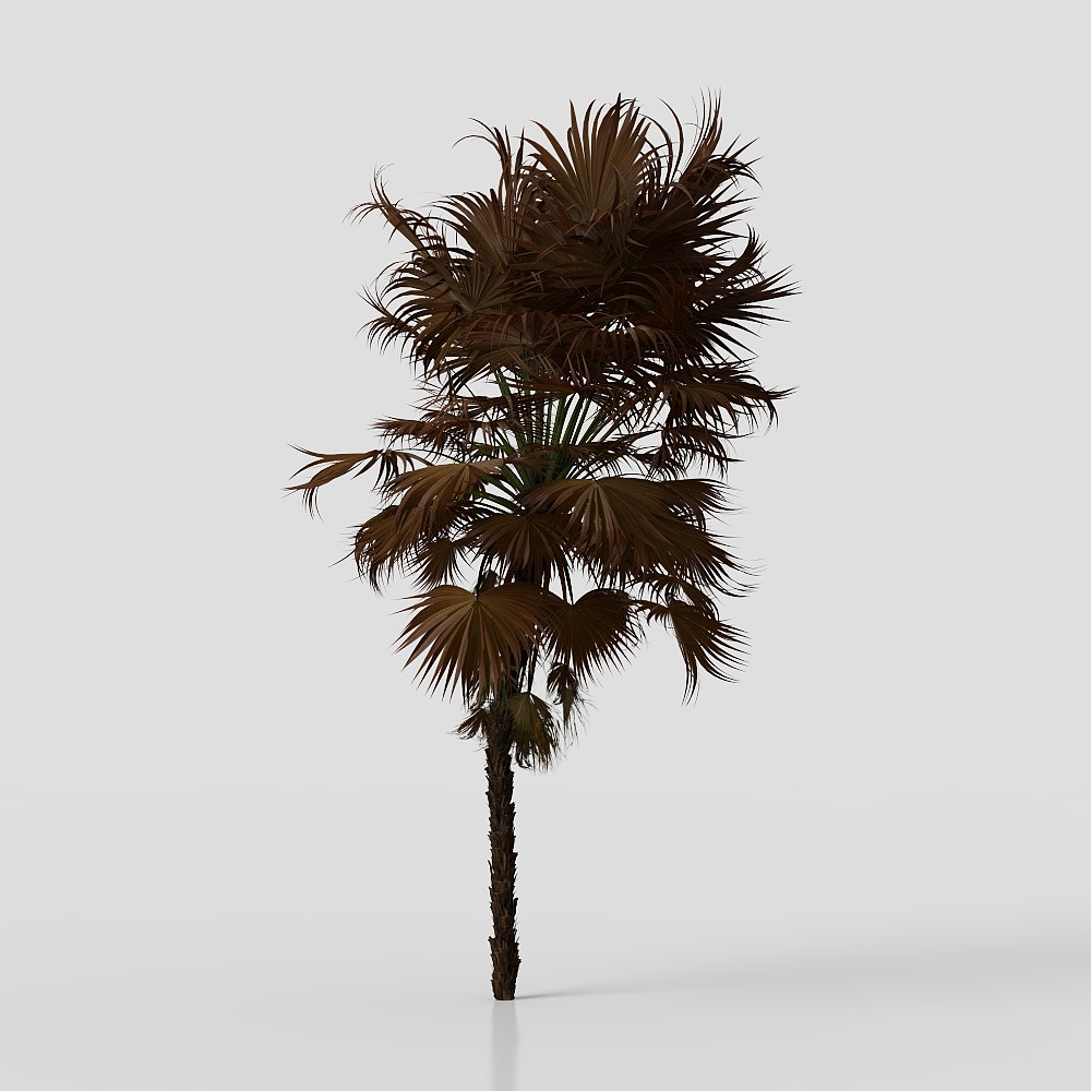 Acoelorrhaphe Wrightii and Borassus Flabellifer an