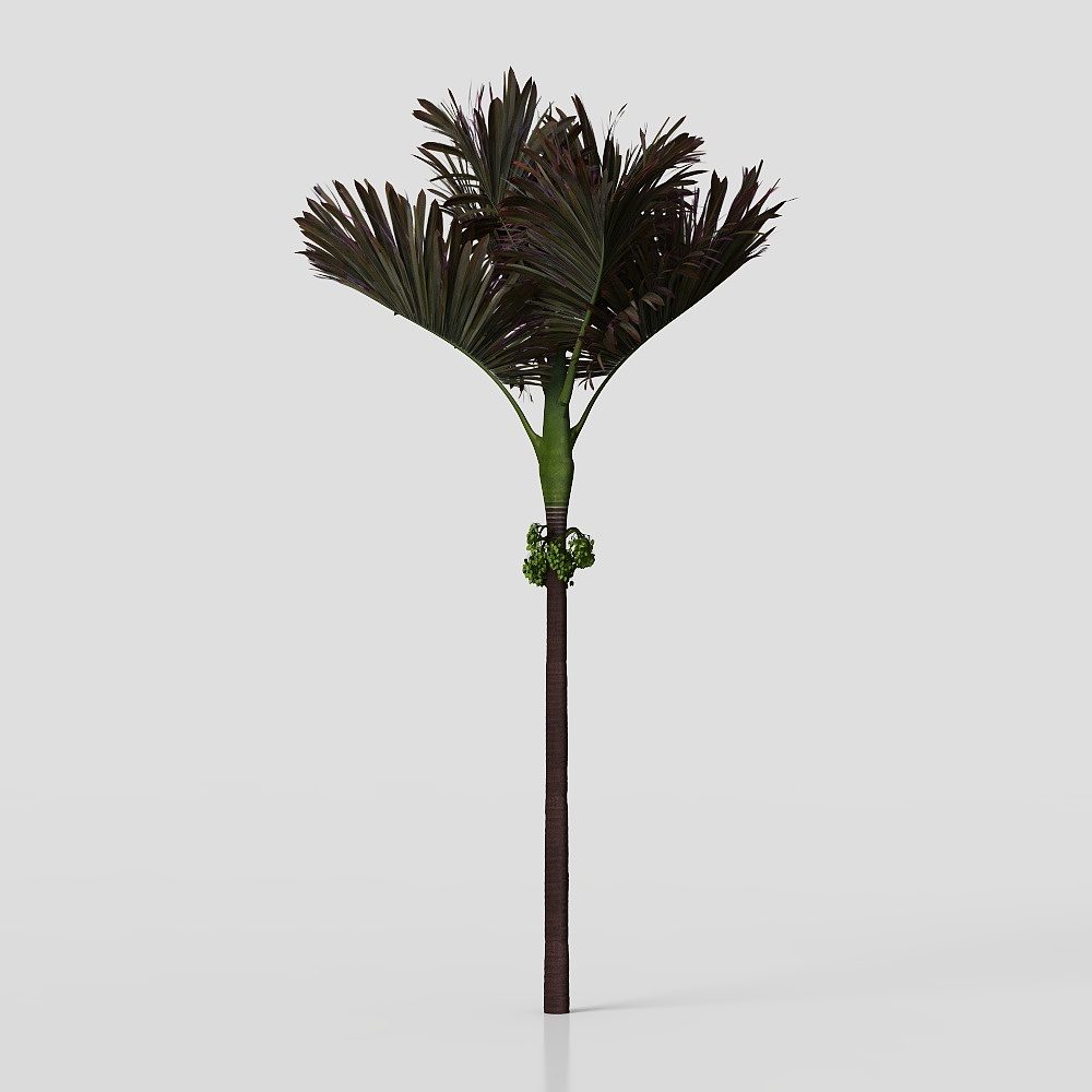 Acoelorrhaphe Wrightii and Borassus Flabellifer an